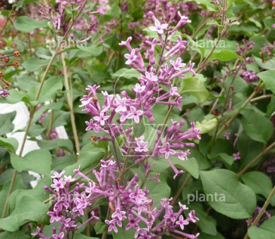 Syringa bloomerang 'Dark Purple' 