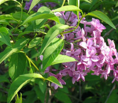 Syringa chinensis 'Saugeana'