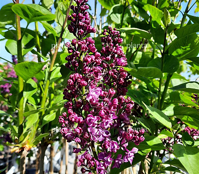 Syringa vulgaris 'Andenken an Ludwig Späth'
