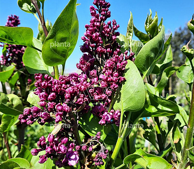 Syringa vulgaris 'Charles Joly'