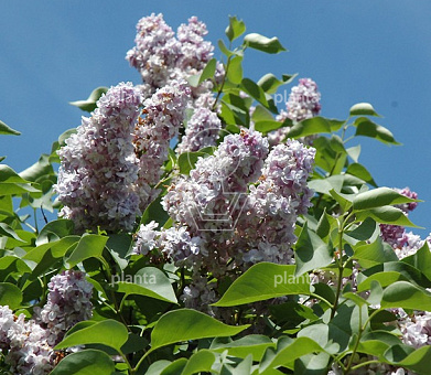 Syringa vulgaris 'Michel Buchner'