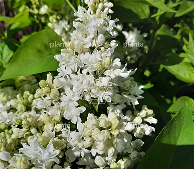 Syringa vulgaris 'Mme Lemoine'