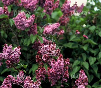 Syringa vulgaris