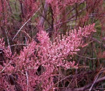 Tamarix ramos. 'Pink Cascade'
