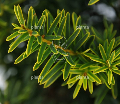 Taxus baccata 'Summergold'