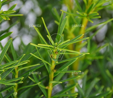 Taxus media 'Densiformis'