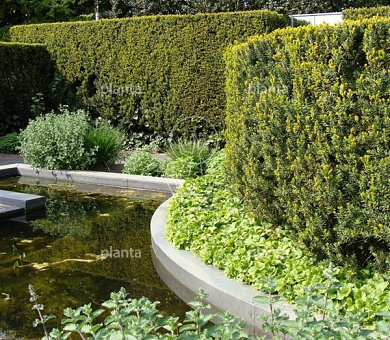 Taxus media 'Hicksii'