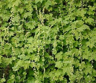 Tellima grandiflora
