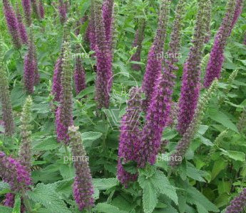 Teucrium hyrcanicum