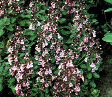 Teucrium x lucidrys