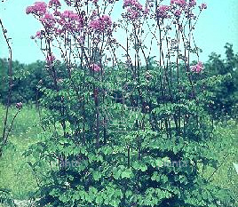 Thalictrum aquilegifolium