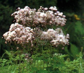 Thalictrum delavayi