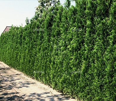 Thuja occidentalis 'Brabant'