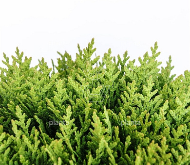 Thuja occidentalis 'Danica'
