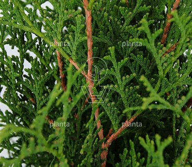 Thuja occidentalis 'Holmstrup'