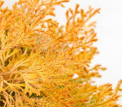 Thuja occidentalis 'Rheingold'