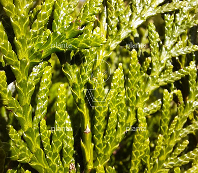 Thuja plicata 'Atrovirens'