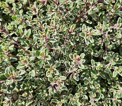 Thymus citriodorus 'Silver Queen'
