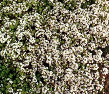 Thymus praecox 'Albiflorus'