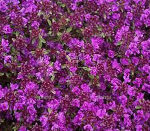 Thymus praecox 'Coccineus'