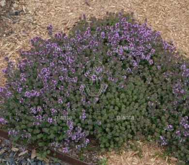 Thymus praecox 'Pink Chintz'