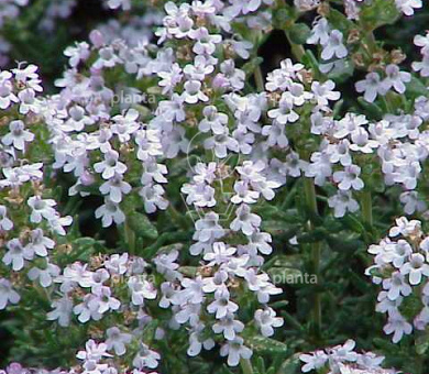 Thymus vulgaris
