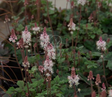 Tiarella 'Pink Skyrocket'