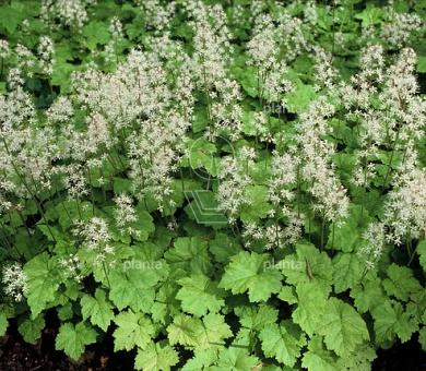 Tiarella cordifolia