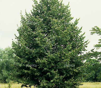 Tilia cordata 'Greenspire'