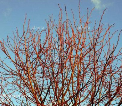 Tilia cordata 'Winter Orange'