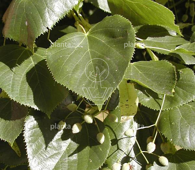 Tilia europaea 'Euchlora'
