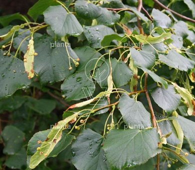 Tilia europaea 'Pallida'