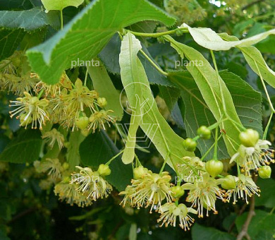 Tilia platyphyllos