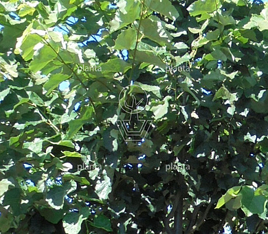 Tilia tomentosa 'Brabant'