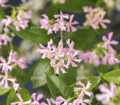 Trachelospermum jasminoides 'Pink Air' 