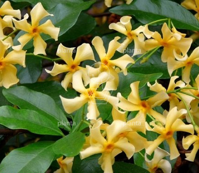 Trachelospermum jasminoides 'Star of Toscane'