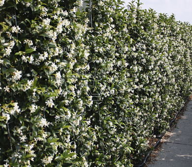 Trachelospermum jasminoides