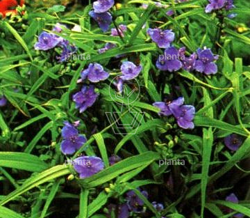 Tradescantia x andersoniana 'Zwanenburg Blue'