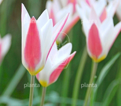 Tulipa clusiana 'Peppermintstick'