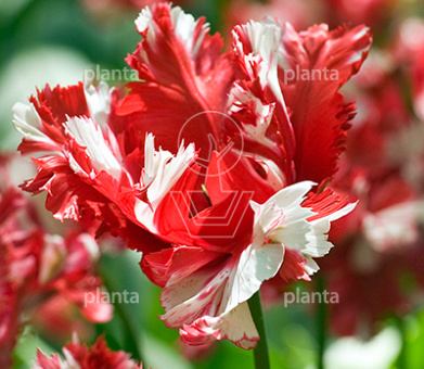 Tulipa 'Estella Rijnveld'