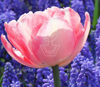 Tulipa 'Foxtrot' Mix