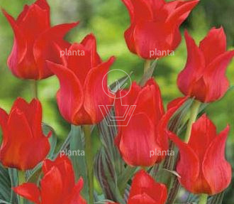 Tulipa greigii 'Rood'
