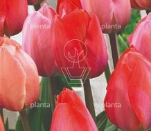 Tulipa 'Pink & Red'