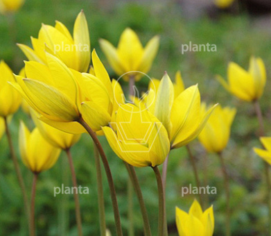 Tulipa sylvestris