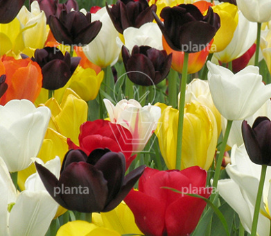 Tulipa 'Triumph Mix'