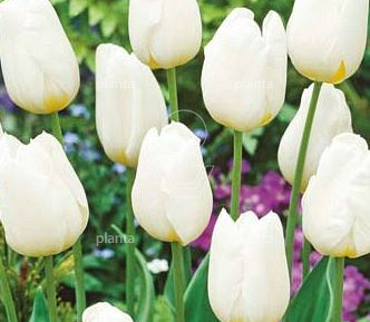 Tulipa 'Triumph Wit'