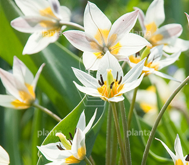 Tulipa turkestanica