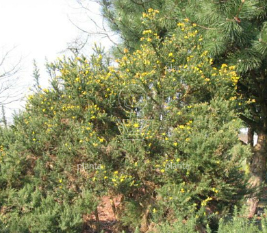 Ulex europaeus