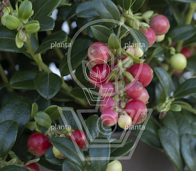Vaccinium vitis-idaea 'Fireballs'