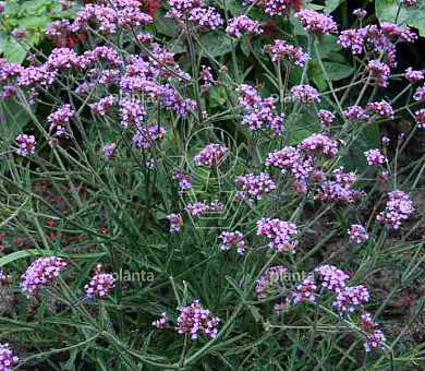 Verbena bonariensis 'Lollipop'